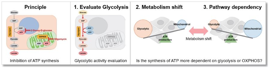 Glycolysis Oxphos Assay Kit Dojindo