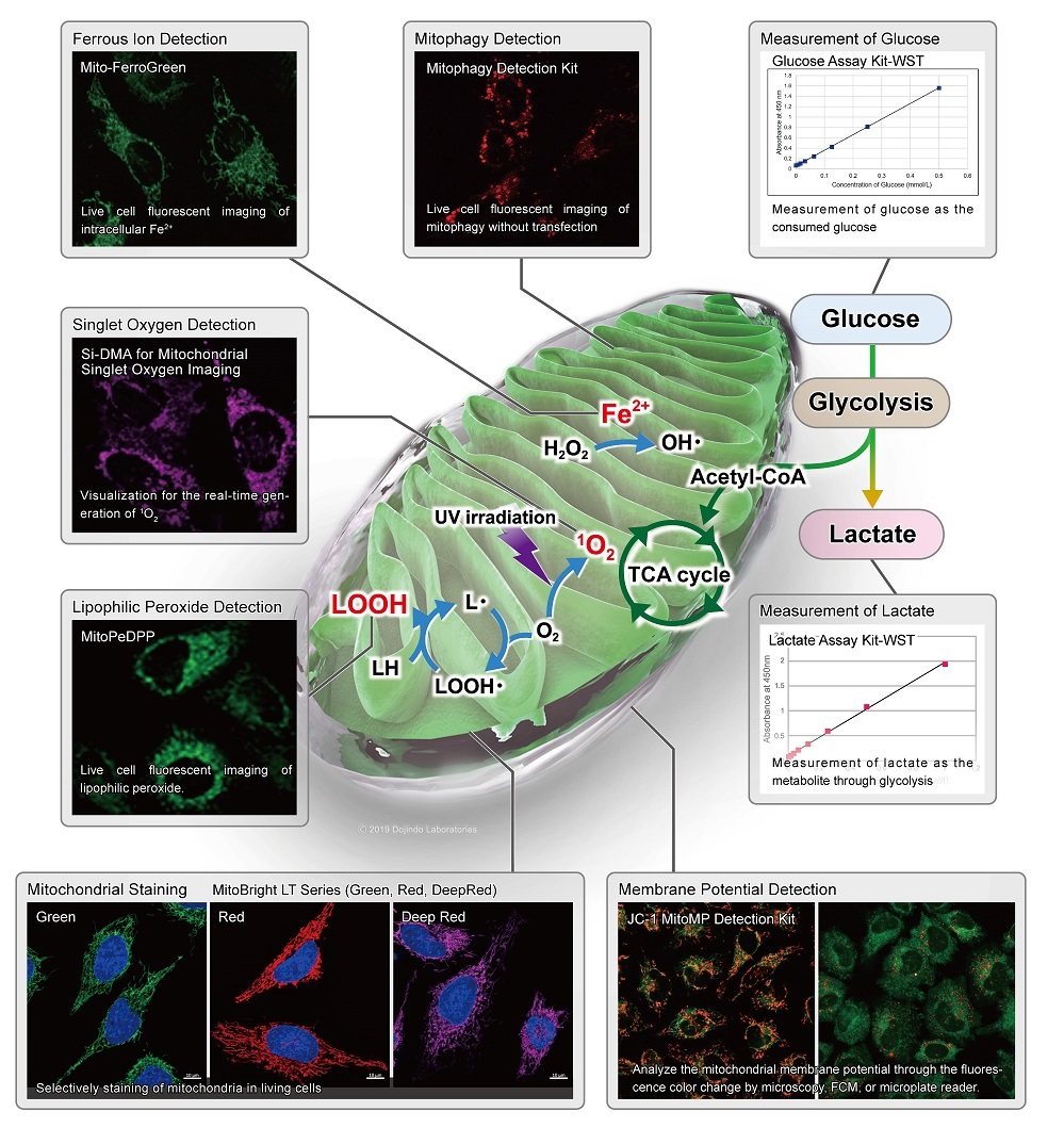 Products Of Mitochondria Research