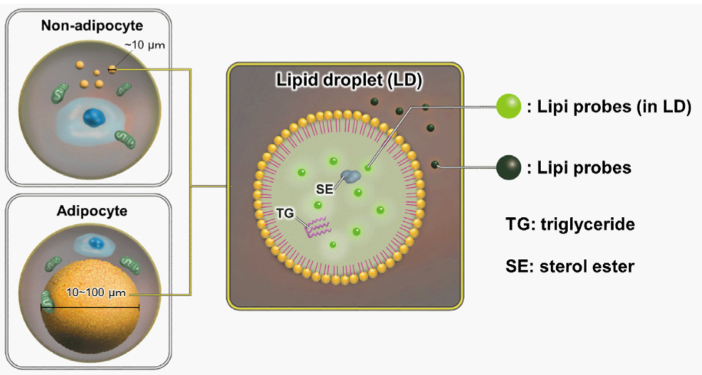 lipid-droplet-assay-kit-blue