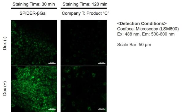 Cellular Senescence Detection Kit Spider Bgal Dojindo