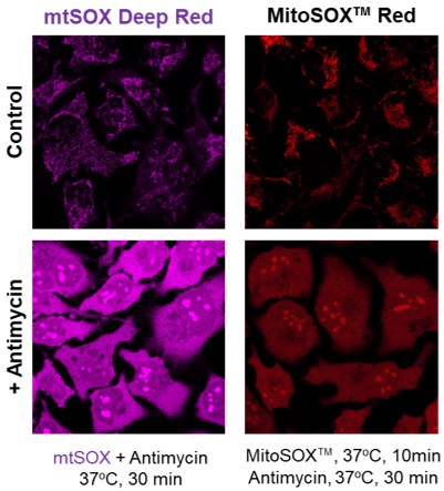 Mitochondrial Superoxide Detection Deep Red - Mitochondrial Detection DOJINDO