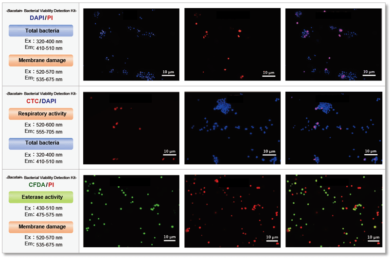 observe-bacteria-from-various-parameters