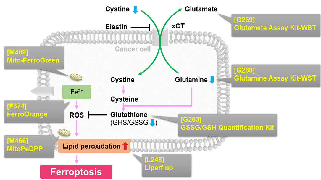 Apoptosis Ferroptosis