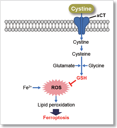 Cystine Uptake Assay Kit | Dojindo