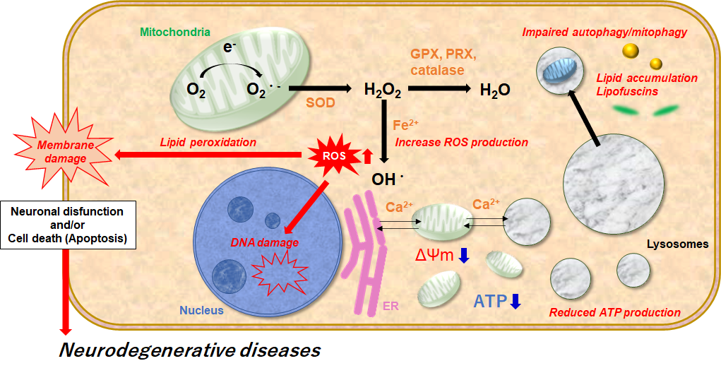 Associations Among Lysosomal Dysfunction, Mitochondrial Dysfunction ...