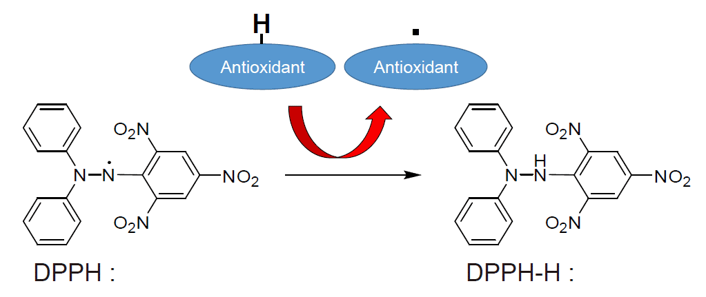 dpph assay for antioxidant activity principle meaning