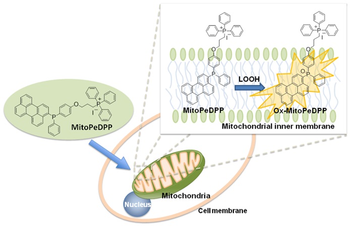 Lipid Peroxide Detection in Mitochondria - MitoPeDPP | Dojindo EU